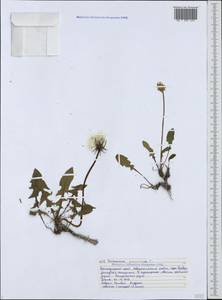 Taraxacum glaucanthum (Ledeb.) Nakai ex Koidz., Caucasus, Black Sea Shore (from Novorossiysk to Adler) (K3) (Russia)