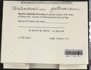 Dichodontium pellucidum (Hedw.) Schimp., Bryophytes, Bryophytes - Russian Far East (excl. Chukotka & Kamchatka) (B20) (Russia)