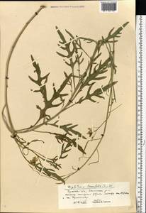 Diplotaxis tenuifolia (L.) DC., Eastern Europe, Central region (E4) (Russia)