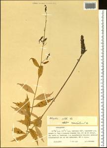 Adenophora sublata Kom., Siberia, Yakutia (S5) (Russia)