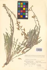 Matthiola fragrans (Fisch.) Bunge, Eastern Europe, Lower Volga region (E9) (Russia)