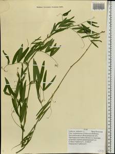 Lathyrus palustris L., Eastern Europe, Central region (E4) (Russia)