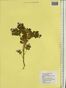 Solanum angustifolium Houst. ex Mill., Eastern Europe, Lower Volga region (E9) (Russia)