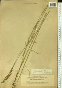 Neotrinia splendens (Trin.) M.Nobis, P.D.Gudkova & A.Nowak, Siberia, Altai & Sayany Mountains (S2) (Russia)