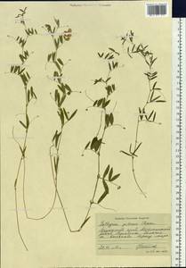 Lathyrus palustris L., Siberia, Russian Far East (S6) (Russia)
