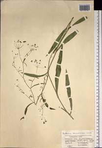 Bupleurum komarovianum O. A. Lincz., Siberia, Russian Far East (S6) (Russia)