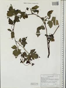 Rubus caesius L., Eastern Europe, Northern region (E1) (Russia)