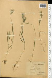 Hordeum murinum L., Eastern Europe, South Ukrainian region (E12) (Ukraine)