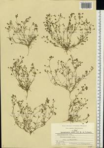 Spergularia rubra (L.) J. Presl & C. Presl, Eastern Europe, Central region (E4) (Russia)
