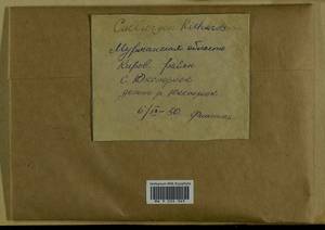 Calliergon richardsonii (Mitt.) Kindb. ex G. Roth, Bryophytes, Bryophytes - Karelia, Leningrad & Murmansk Oblasts (B4) (Russia)