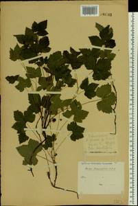 Rubus humulifolius C. A. Mey., Eastern Europe (no precise locality) (E0) (Russia)