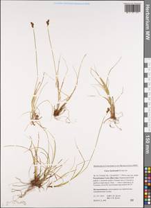 Carex lachenalii Schkuhr , nom. cons., Siberia, Yakutia (S5) (Russia)