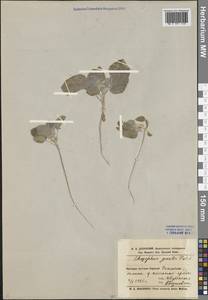 Chrozophora sabulosa Kar. & Kir., Middle Asia, Karakum (M6) (Turkmenistan)