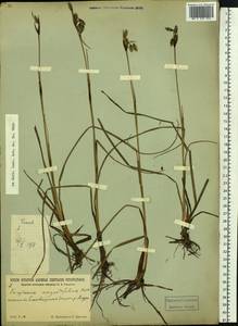 Eriophorum angustifolium Honck., Siberia, Russian Far East (S6) (Russia)