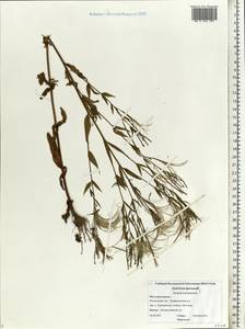 Epilobium, Eastern Europe, Central forest region (E5) (Russia)