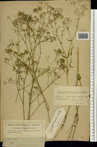 Gypsophila paniculata L., Eastern Europe, Lower Volga region (E9) (Russia)