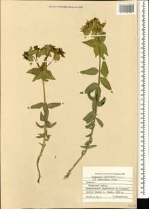 Euphorbia heteradena Jaub. & Spach, Caucasus, Armenia (K5) (Armenia)