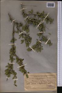 Rhamnus integrifolia DC., Middle Asia, Western Tian Shan & Karatau (M3) (Kazakhstan)