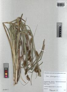 KUZ 002 501, Carex pseudocyperus L., Siberia, Altai & Sayany Mountains (S2) (Russia)