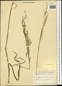 Lolium giganteum (L.) Darbysh., Caucasus, Abkhazia (K4a) (Abkhazia)