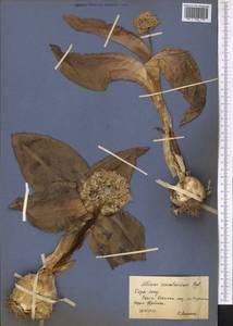 Allium karataviense Regel, Middle Asia, Western Tian Shan & Karatau (M3) (Kazakhstan)