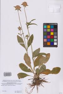 Succisa pratensis Moench, Eastern Europe, Moscow region (E4a) (Russia)