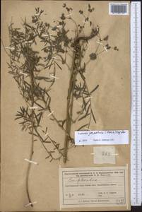 Euphorbia virgata Waldst. & Kit., Middle Asia, Syr-Darian deserts & Kyzylkum (M7) (Kazakhstan)