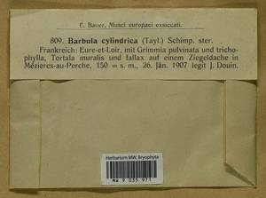 Vinealobryum insulanum (De Not.) R.H. Zander, Bryophytes, Bryophytes - Western Europe (BEu) (France)