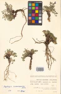 Oxytropis nigrescens (Pall.) Fisch. ex DC., Siberia, Chukotka & Kamchatka (S7) (Russia)