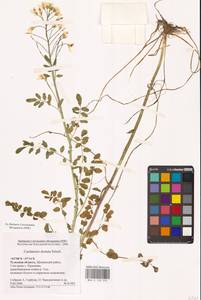 Cardamine pratensis subsp. dentata (Schult.) Čelak., Eastern Europe, Central region (E4) (Russia)