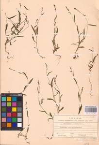 Persicaria minor (Huds.) Opiz, Eastern Europe, Western region (E3) (Russia)