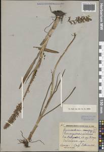 Gymnadenia conopsea (L.) R.Br., Eastern Europe, North-Western region (E2) (Russia)