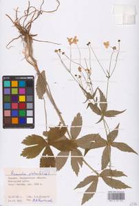 Ranunculus platanifolius L., Eastern Europe, West Ukrainian region (E13) (Ukraine)