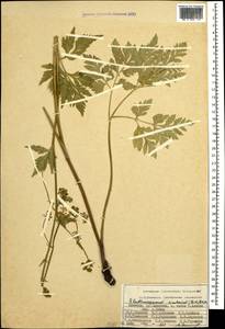 Eleutherospermum cicutarium (M. Bieb.) Boiss., Caucasus, Armenia (K5) (Armenia)