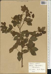 Chamaecrista absus (L.)H.S.Irwin & Barneby, Africa (AFR) (Mali)