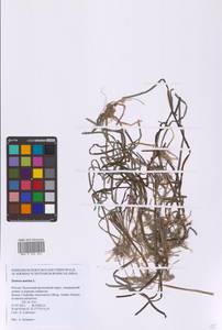 Zostera marina L., Siberia, Chukotka & Kamchatka (S7) (Russia)