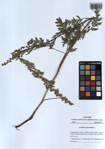 Artemisia tanacetifolia L., Siberia, Altai & Sayany Mountains (S2) (Russia)