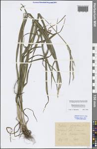 Lolium giganteum (L.) Darbysh., Eastern Europe, Central forest-and-steppe region (E6) (Russia)