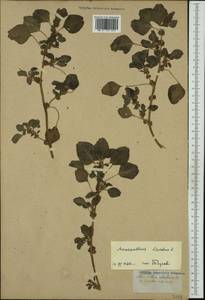 Amaranthus blitum L., Western Europe (EUR) (Not classified)