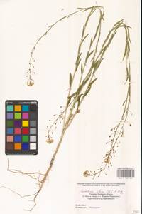 Camelina microcarpa subsp. pilosa (DC.) Jáv., Eastern Europe, South Ukrainian region (E12) (Ukraine)