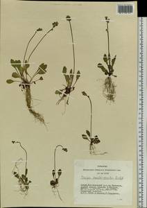 Crepis multicaulis Ledeb., Siberia, Altai & Sayany Mountains (S2) (Russia)