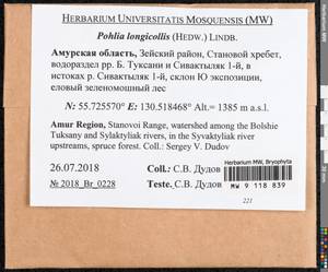 Pohlia longicolla (Hedw.) Lindb., Bryophytes, Bryophytes - Russian Far East (excl. Chukotka & Kamchatka) (B20) (Russia)