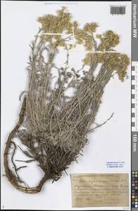 Helichrysum arenarium (L.) Moench, Middle Asia, Caspian Ustyurt & Northern Aralia (M8) (Kazakhstan)
