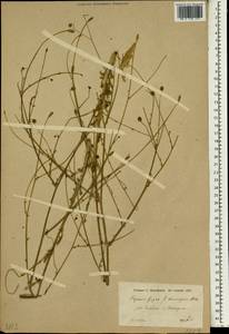 Papaver armeniacum subsp. armeniacum, South Asia, South Asia (Asia outside ex-Soviet states and Mongolia) (ASIA) (Iran)