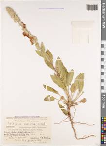 Verbascum saccatum C. Koch, Caucasus, Azerbaijan (K6) (Azerbaijan)