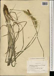 Pennisetum alopecuroides (L.) Spreng., South Asia, South Asia (Asia outside ex-Soviet states and Mongolia) (ASIA) (Japan)
