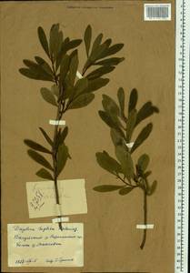 Daphne sophia Kalen., Eastern Europe, Central forest-and-steppe region (E6) (Russia)