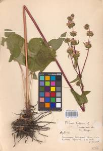 MHA 0 154 222, Phlomoides tuberosa (L.) Moench, Eastern Europe, Middle Volga region (E8) (Russia)