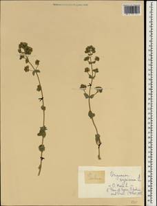 Origanum syriacum L., South Asia, South Asia (Asia outside ex-Soviet states and Mongolia) (ASIA) (Lebanon)