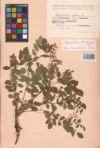 Glycyrrhiza glabra L., Eastern Europe, Eastern region (E10) (Russia)